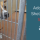 Adopting a Dog from a Shelter? — STOP
