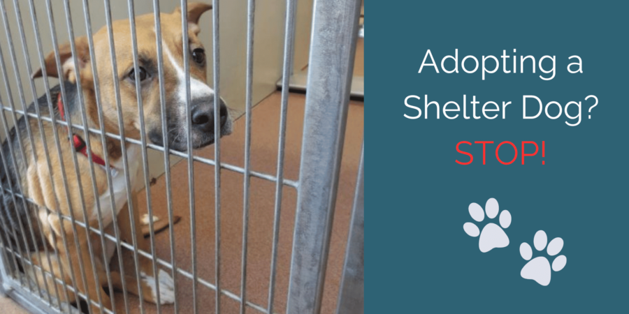 Adopting a shelter dog