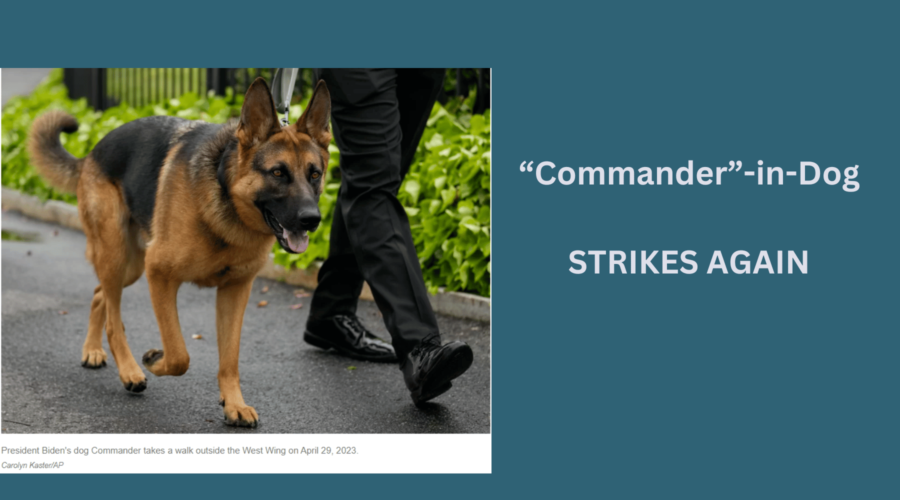 Commander - German Shepherd Dog