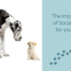 The Art of Dog Socialization: Why It Matters