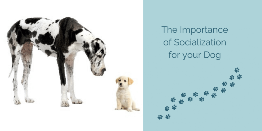 Socializing Your Dog - A great dane and puppy