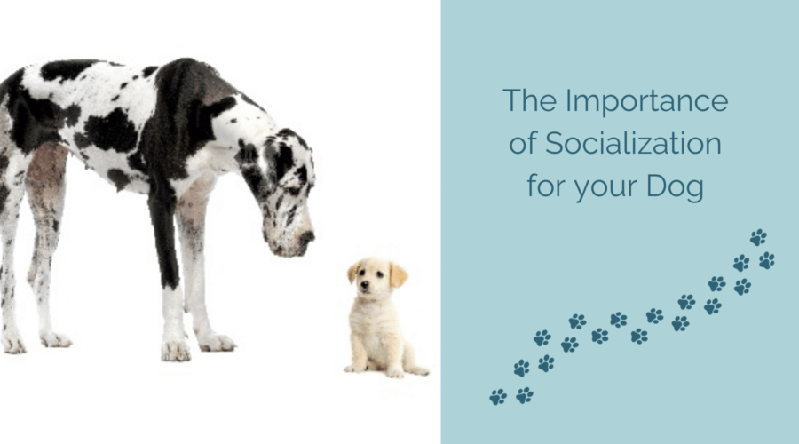 Socializing Your Dog - A great dane and puppy