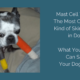 Mast Cell Tumors – The Most Common Skin Cancer in Dogs