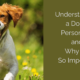 Understanding Your Dog’s Personality: A Guide for 1st Time Dog Owners