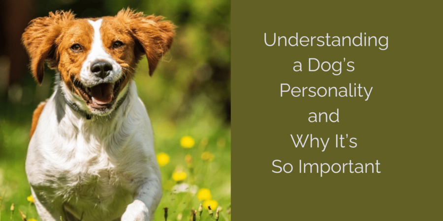 Understanding Your Dog’s Personality: A Guide for 1st Time Dog Owners