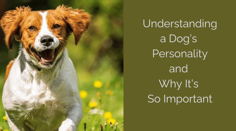 Understanding Your Dog’s Personality: A Guide for 1st Time Dog Owners