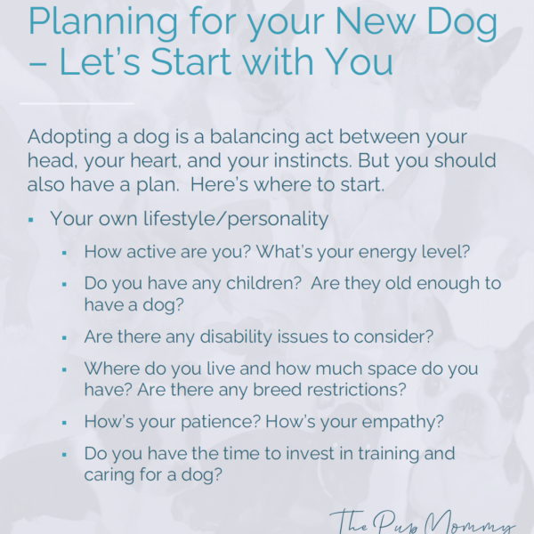 Adopting a Dog – What to Know Before and What to Expect After