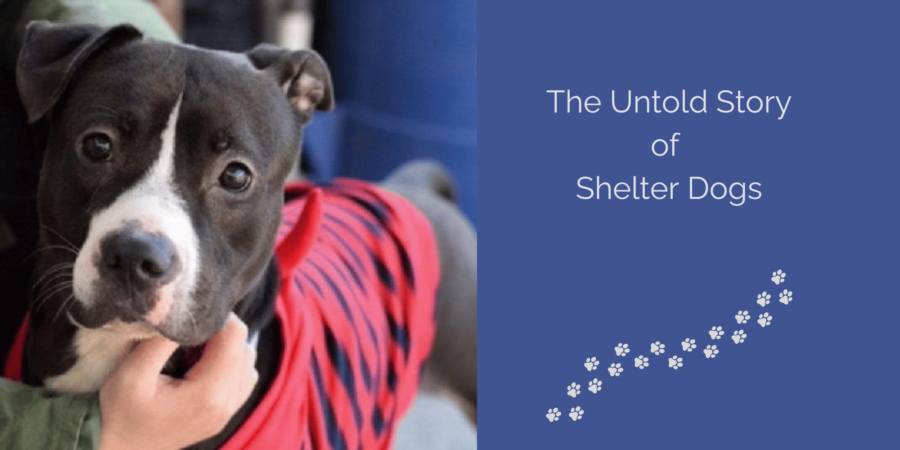 The Untold Story of Shelter Dogs