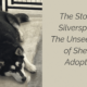 Meet Silverspoon: The Unseen Side of Shelter Adoption