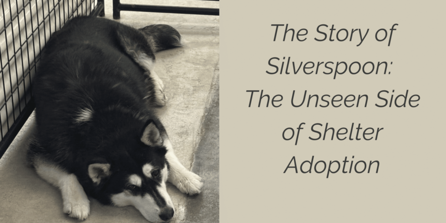 Meet Silverspoon: The Unseen Side of Shelter Adoption