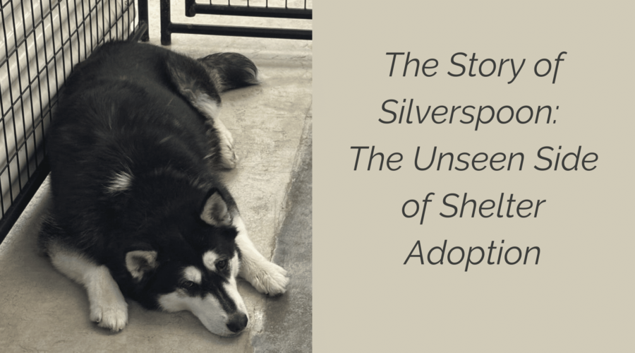 Meet Silverspoon: The Unseen Side of Shelter Adoption