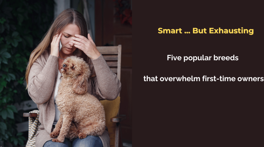 Breeds Not for First-Time Owners – Meet the Smart but Exhausting