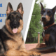 Doberman vs German Shepherd: Real-World Comparison from an Owner of Both