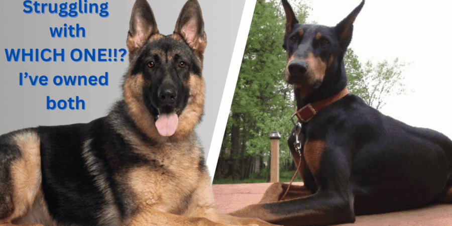 Doberman vs German Shepherd: Real-World Comparison from an Owner of Both