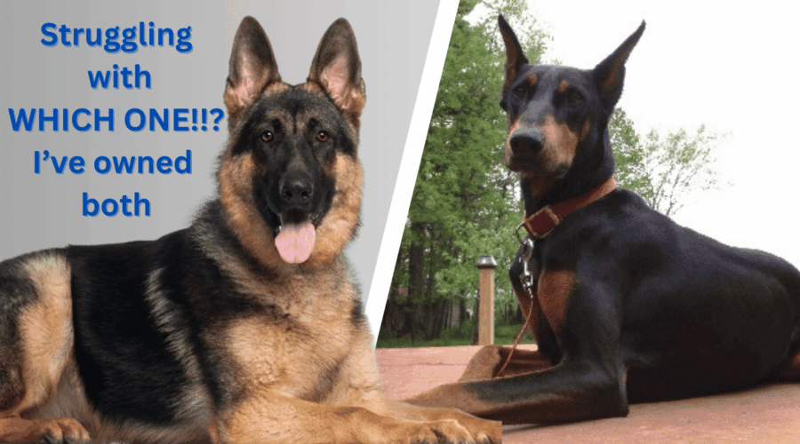 Doberman vs German Shepherd: Real-World Comparison from an Owner of Both