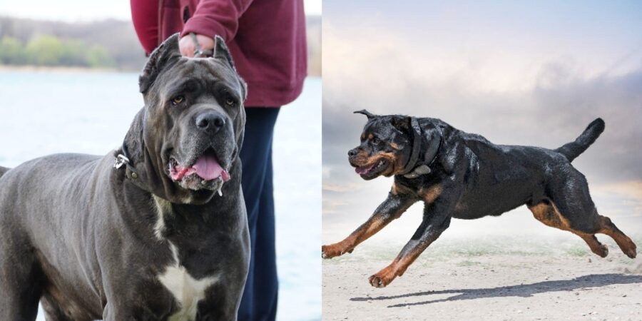 What Dog Experts Actually Mean by “Not for First-Time Owners”