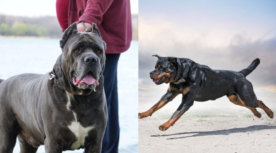 What Dog Experts Actually Mean by “Not for First-Time Owners”