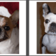 French Bulldog vs. Boston Terrier: Which Squishy-Faced Sidekick Fits You Best?