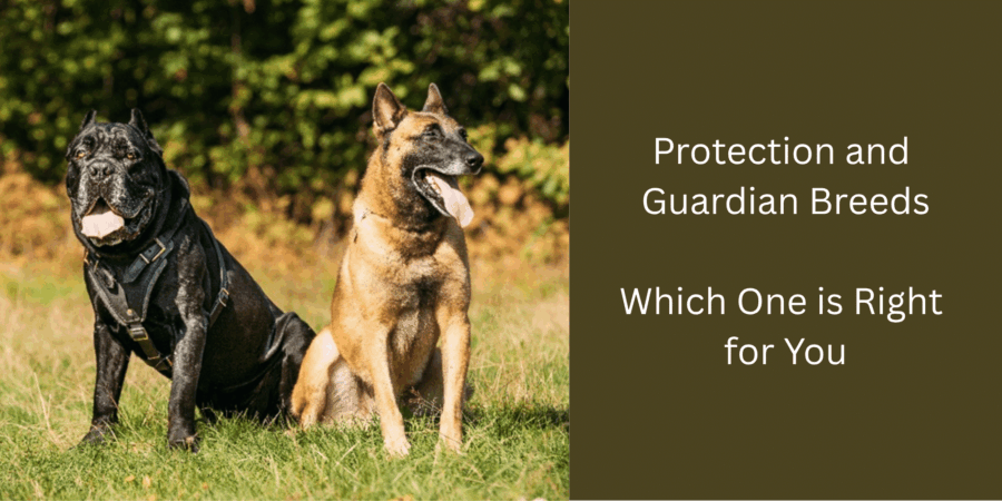 Is a Protection Dog Right For You?